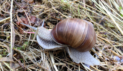 Big garden snail in shell crawling on wet road hurry home