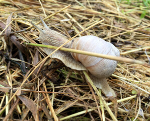 Big garden snail in shell crawling on wet road hurry home