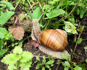 Big garden snail in shell crawling on wet road hurry home