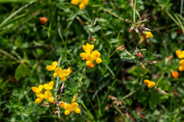 Yellow flowers on green background