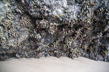 Wild barnacles on a rock by the sea