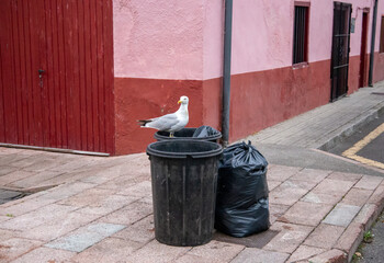 Seagull on the garbage cans