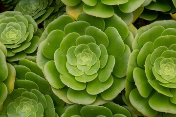 Geometric green flowers growing concentrically