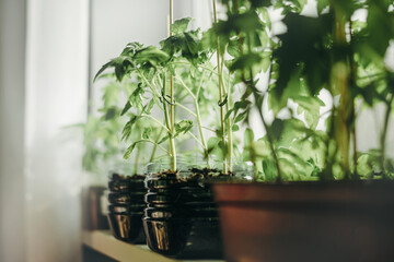 tomato seedlings on the windowsill