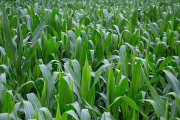 Green corn plant growing in front of the mountains