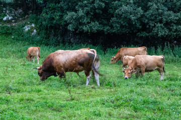 Cows grazing on green grass