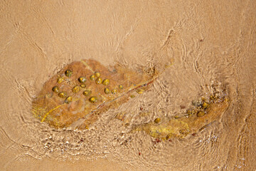 Shells on a stone by the sea