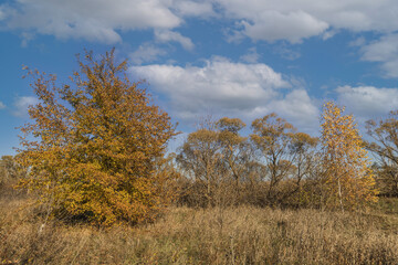 autumn nature of Sursky krai