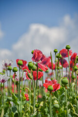 Poppy seed flowers field