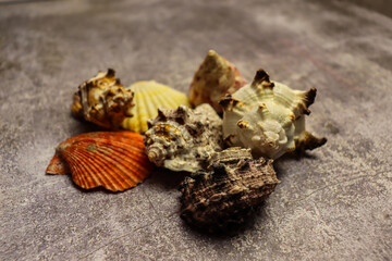 Beautiful colorful conch shell on gray background