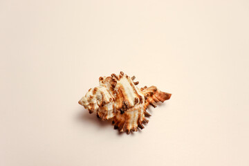 Conch shell isolated on white background for art design