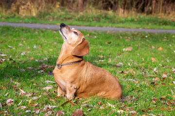 dog dachshund lying on the grass..