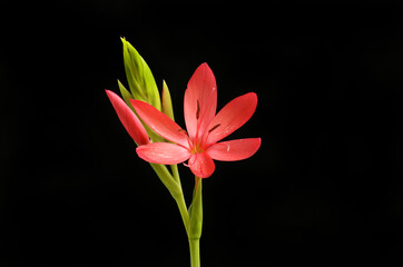 Kafir lily against black
