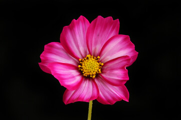 Cosmos flower against black