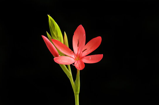 River Lily