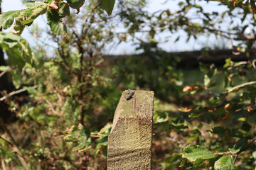 Blue Tail Skink on Pole