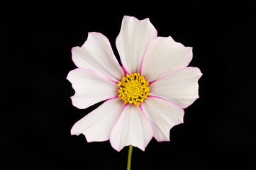 White cosmos against black