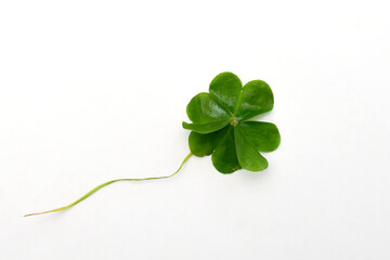 Four-leaf clover isolated on white background. Green clover leaf isolated on white background....
