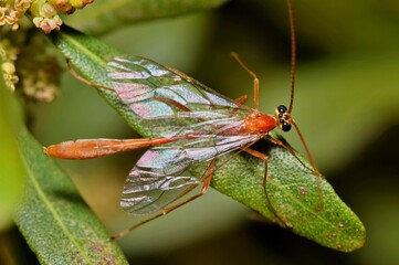 Ichneumon wasp (Enicospilus) on Oleander leaves, dorsal view. Common parasitoid that lays eggs on host insects and their larvae feed on the host.