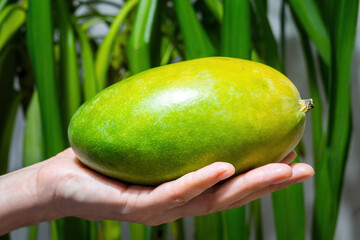 Ripe fresh mango in human hand, woman arm hold yellowish-green fruit on green leaves background. Focus foreground