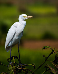 A beautiful heron standing on a branch