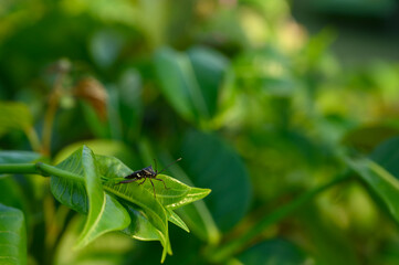 Black beetles animal biodiversity in exotical garden