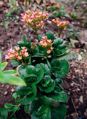 Juicy green kalanchoe bush. The houseplant has small pink flowers. Gardening. Seedlings.