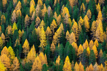 Larch forest in autumn, Dolomites, Italy