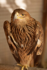 a brown eagle sits on a perch and looks into the frame