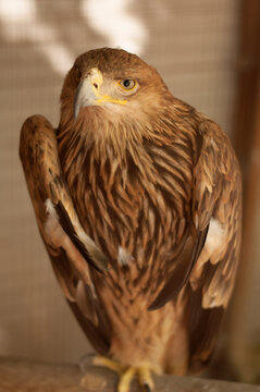 Brown Eagle