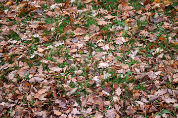 Fallen autumn leaves lie on the grass