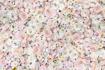 Delicate blooming festive light pink and white flowers, blossoming rose flower pastel background,...