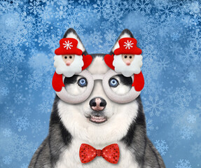 A dog husky wears a Christmas mask. Snowflakes blue background. © iridi66