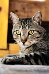 Felis silvestris lybica European common cat look