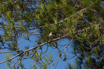 Iberian chiffchaff or Phylloscopus ibericus on the pine tree early in the morning. Algarve Portugal.