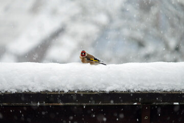Goldfinch in the snow