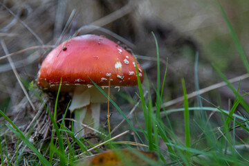 The danger of splendor and beauty of Amanita muscaria