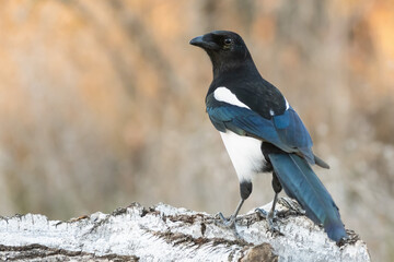 Close up of Common magpie Pica pica - obrazy, fototapety, plakaty