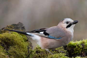 Eurasian jay Garrulus glandarius portrait close up