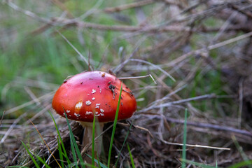 The danger of splendor and beauty of Amanita muscaria
