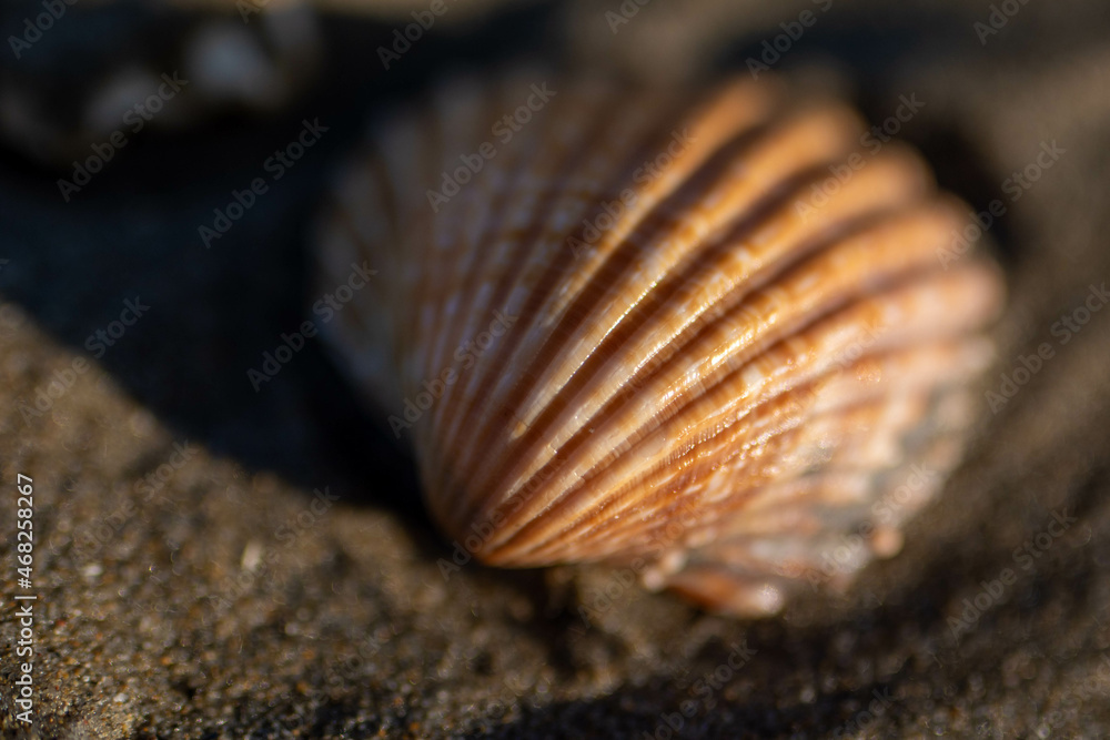 Poster seashell macro photography on the beach