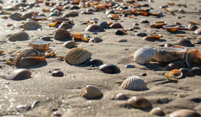 seashell macro photography on the beach