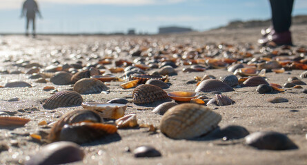 seashell macro photography on the beach