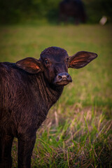 Fototapeta premium A cute buffalo child