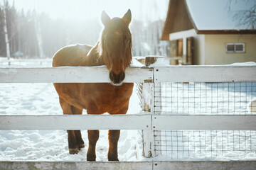 the horse is standing behind a fence in the winter in the village, there is snow around and the sun...