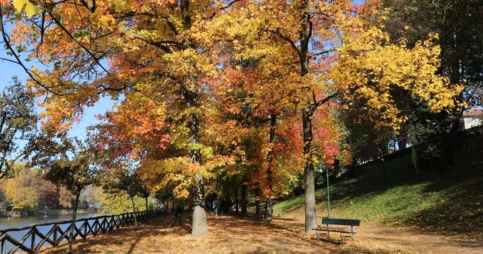 Beautiful autumn tree in the sun, with yellow and orange leaves falling in the wind. - Turin, Piedmont