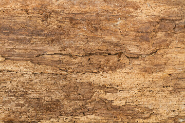 Textura de madera con carcoma. Vista superior y de cerca. Macro