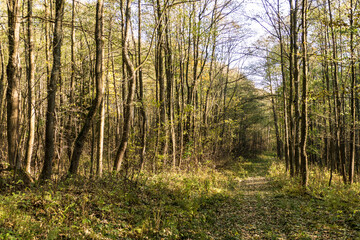 autumn forest in czech landscape