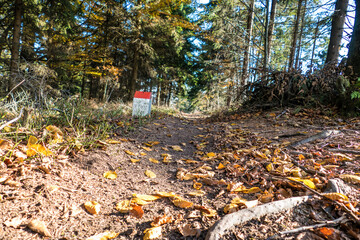 autumn forest in czech landscape