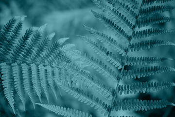 Natural background. Blue toned image of fern leaves in a tropical forest. Natural botanical pattern
